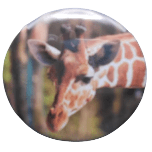 516 Giraffe