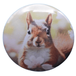 528 Squirrel Beauty