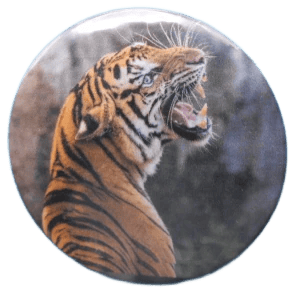 618 Tiger Roars