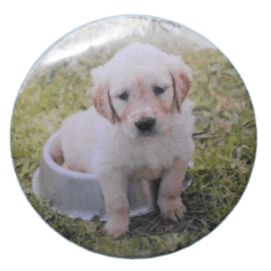 619 Dog Dish