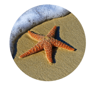 1245 Starfish