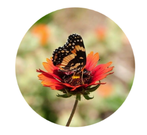 1247 Monarch