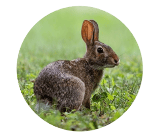 1273 Rabbit