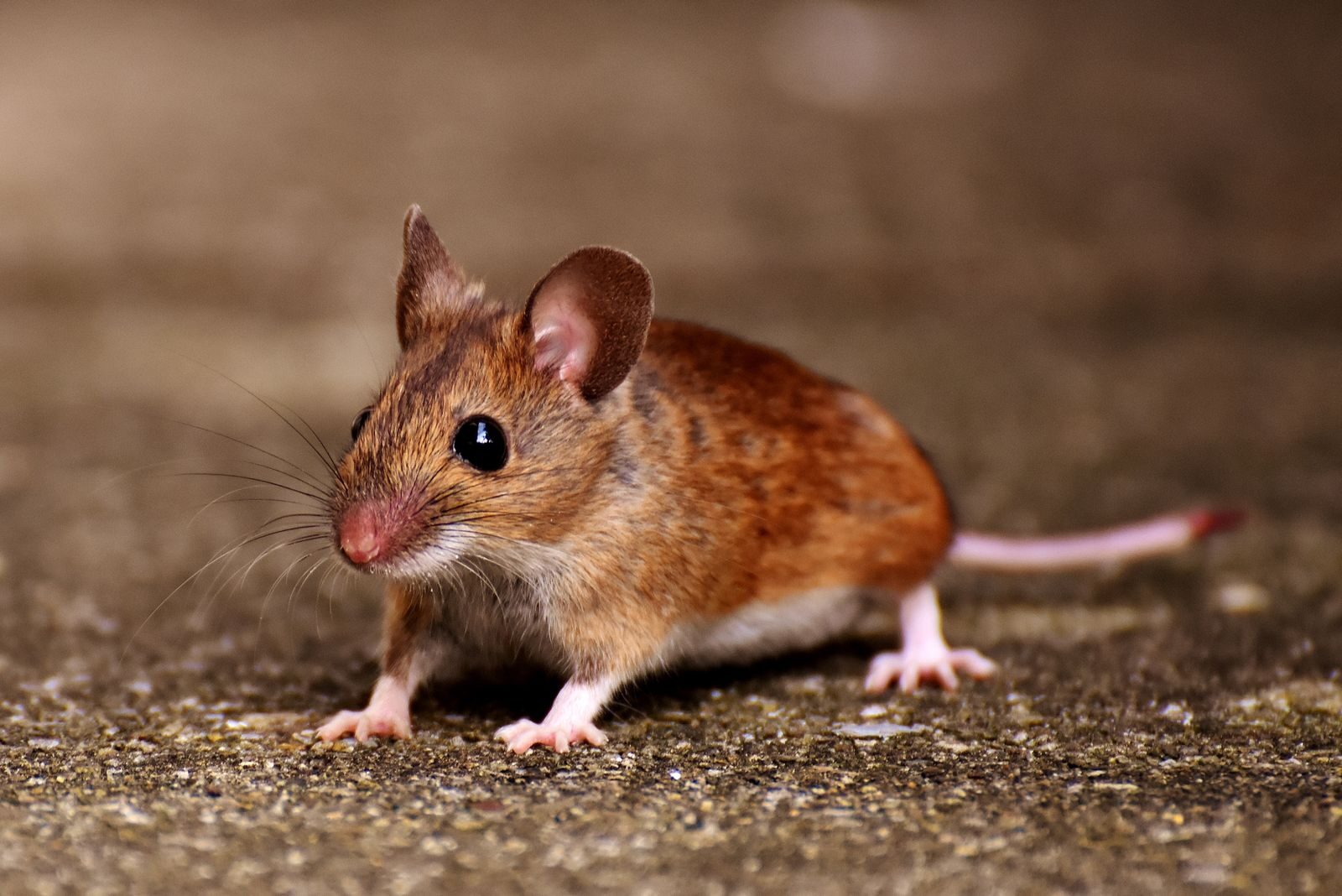 How to Get Rid of Mice in Your Attic