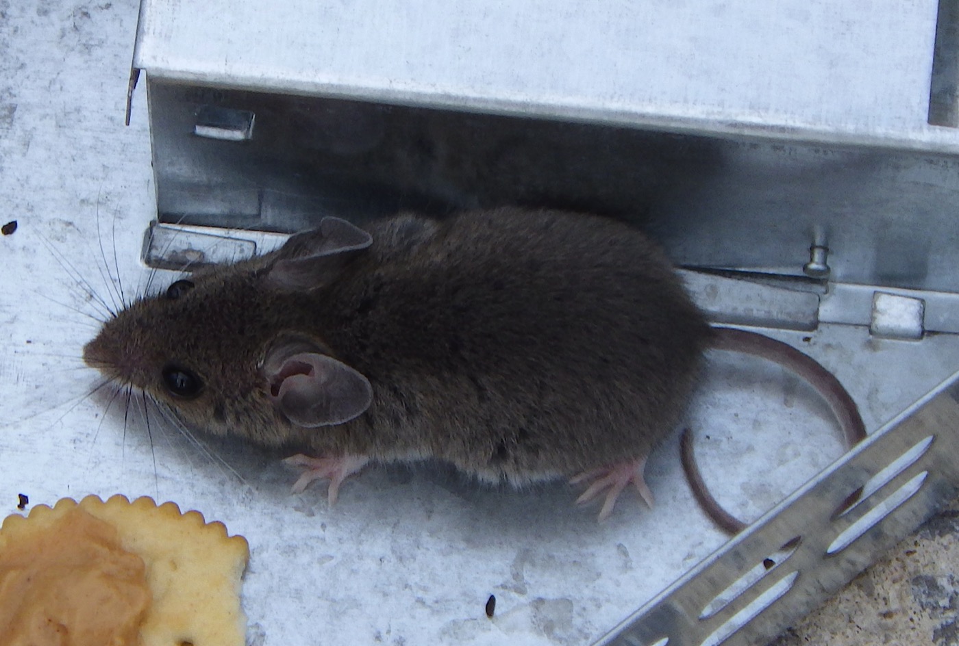 Do Rodent Bait Stations Actually Work?