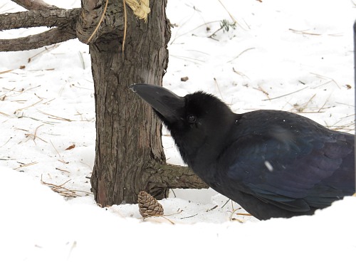 crow