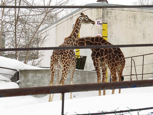 girafe