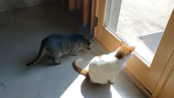How to seal concrete from cat urine: 7 easy steps [diy]