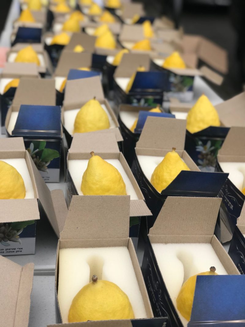 Etrog Marmalade Kosher Com - Nature Illustration Collection - High Resolution Quality