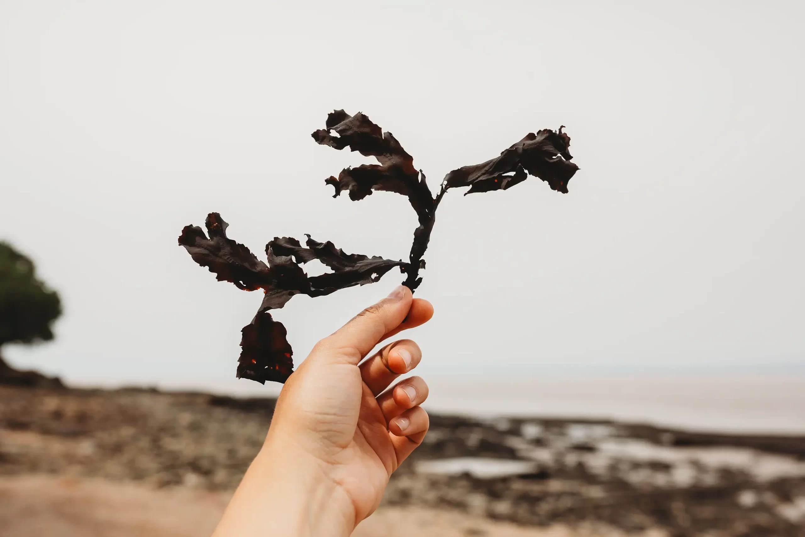 a woman's hand hold a seaweed on the beach.