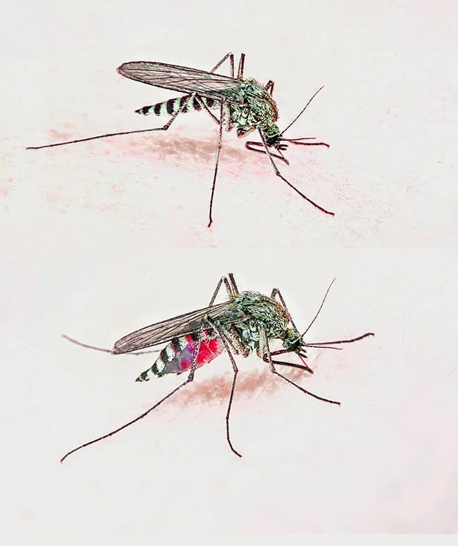 Source: Dr. Giuseppe Mazza