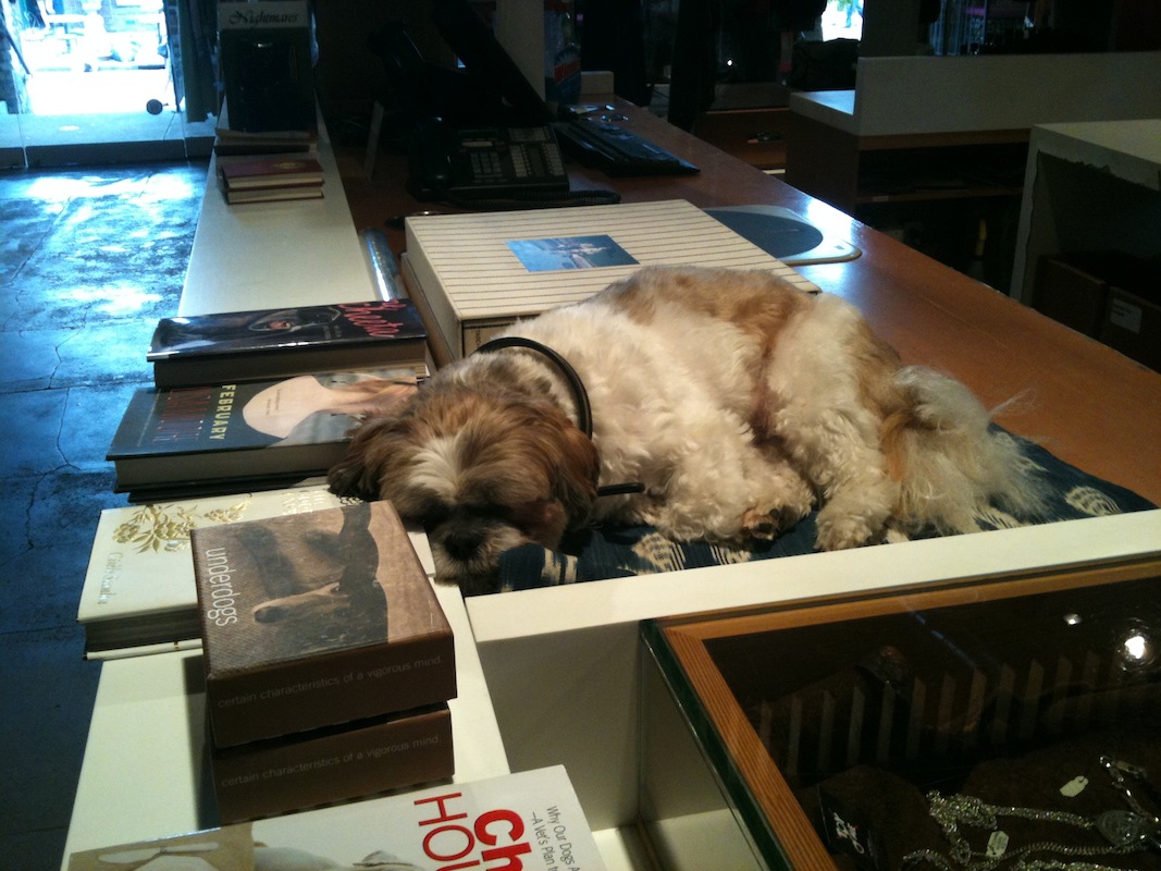 sleepy dog on counter-top...