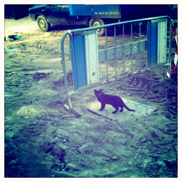 black cat crossing my path...