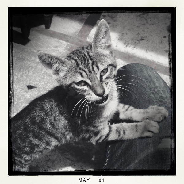 meow means "please"...