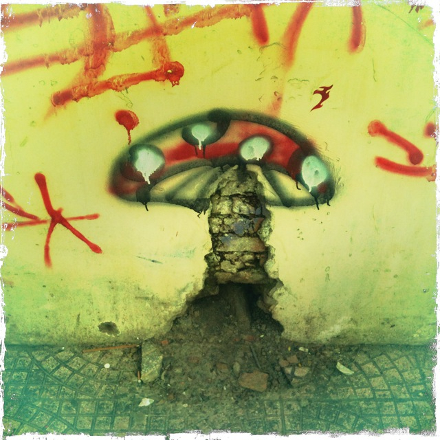 magic mushroom...
