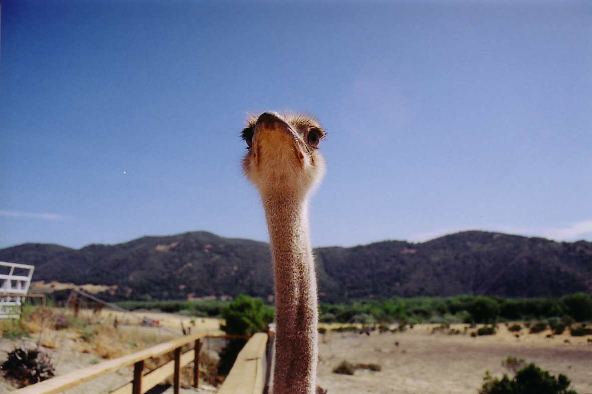 ostrich