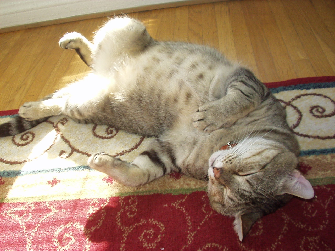 Whiney the velcro kitty...