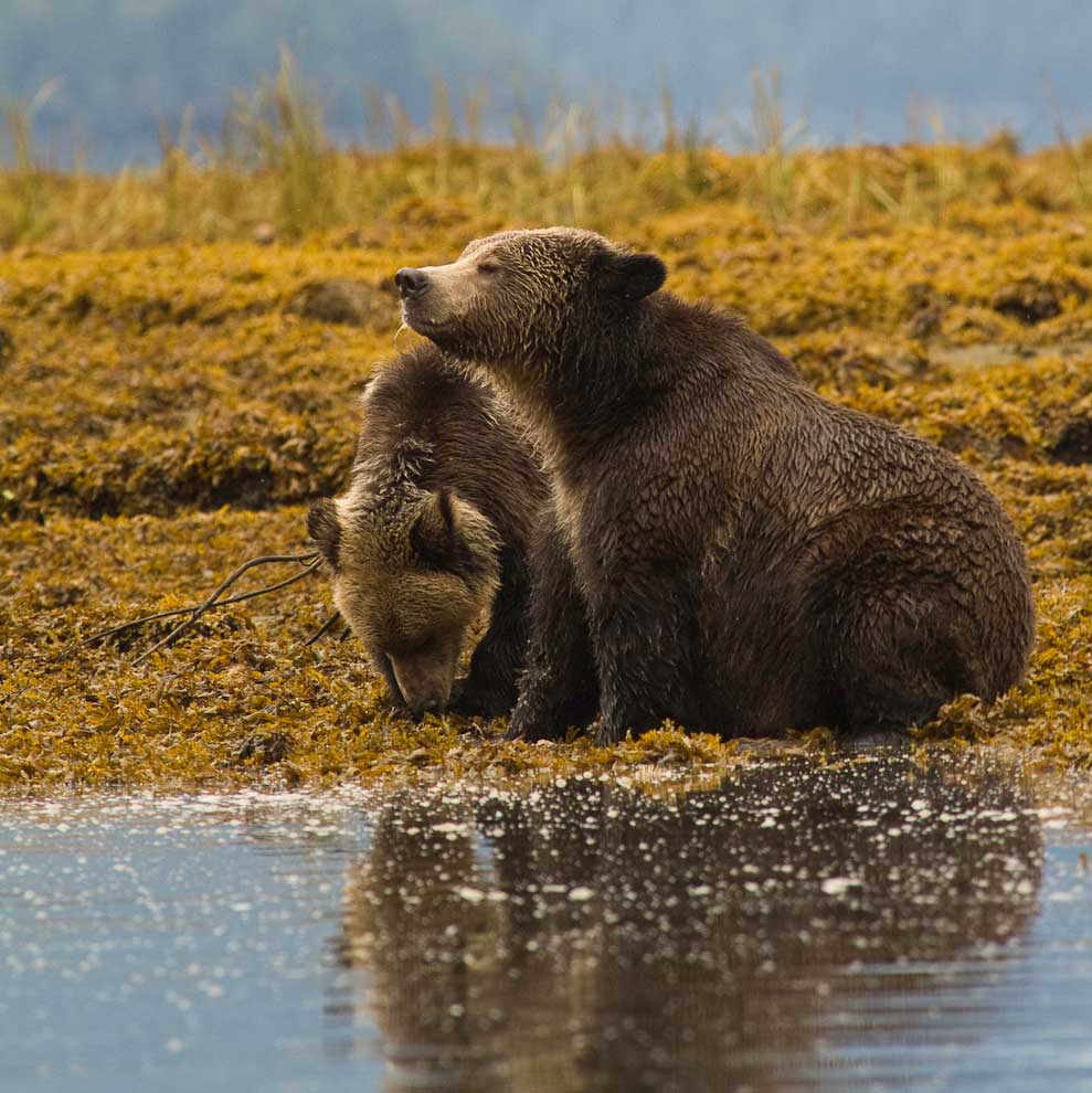 A perfect day in a bear's world
