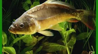 Rybářství Dujsík oznamuje