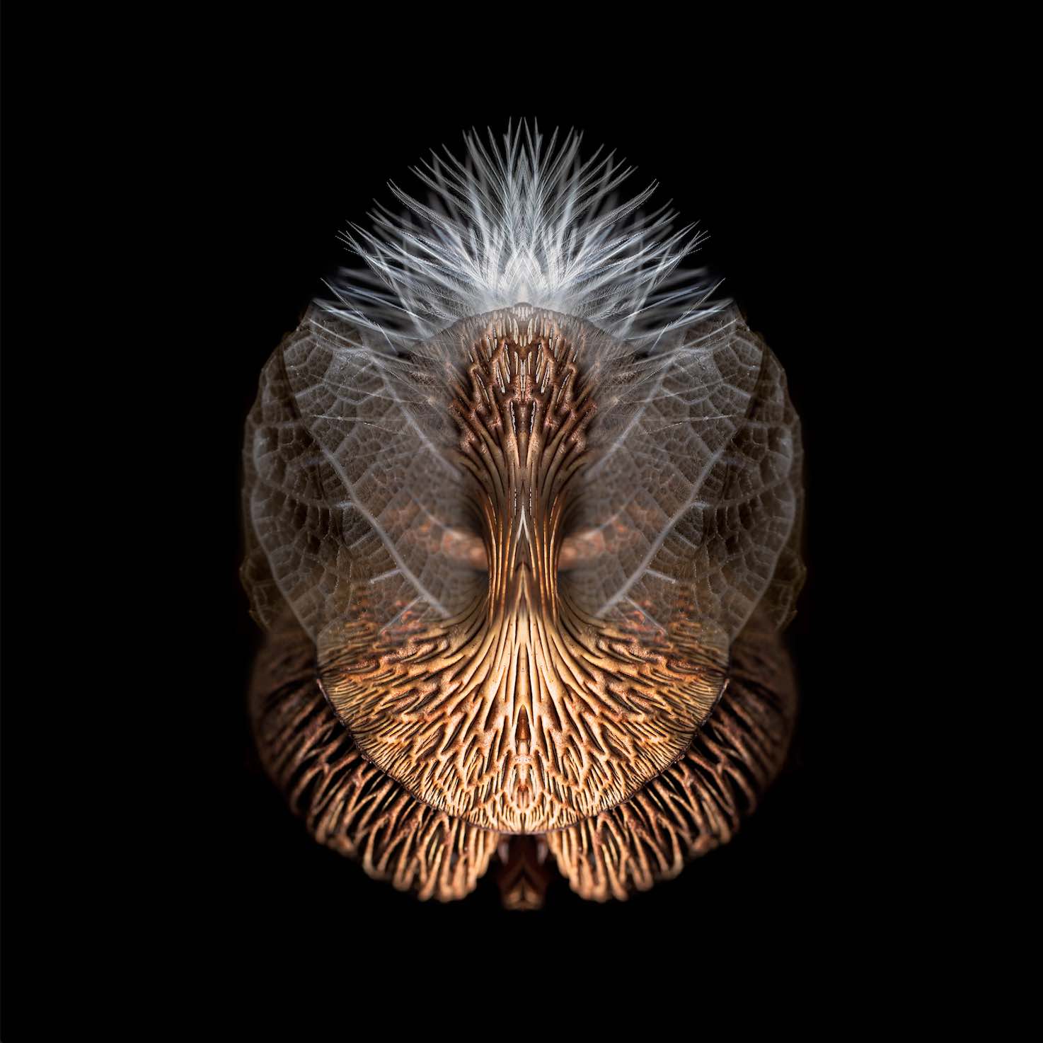 Oliver Barnett Abstract Fine Art Photography, Abstract Nature Photographer, Fine art photography for Sale, Brett Gallery, Art for Home, Corporate Art, Large Format Photography, Colourful Abstract Photography