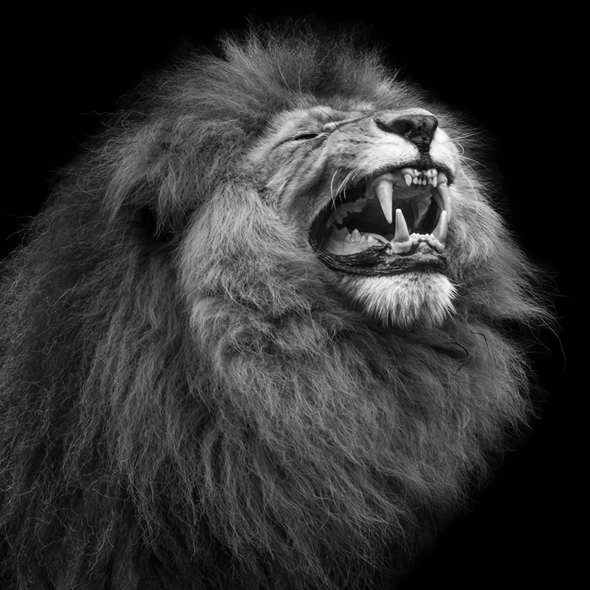 Wolf Ademeit Animal Black and White Fine Art Photography Portrait Zoo Animals Photographer Fine art photography for sale, Brett Gallery, art for home, corporate art, large format photography, Wildlife photography, Lion Photograph