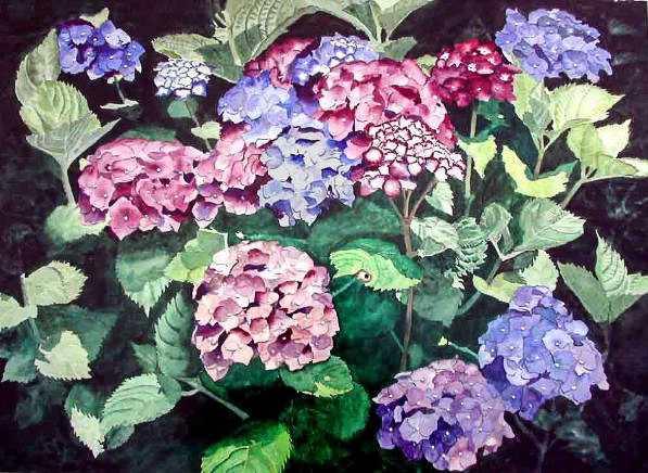 Hydrangea, 22x30, Watercolor on paper - $1,600
