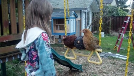 fox roost attack chicken swing trap playing bar chickens benham brian