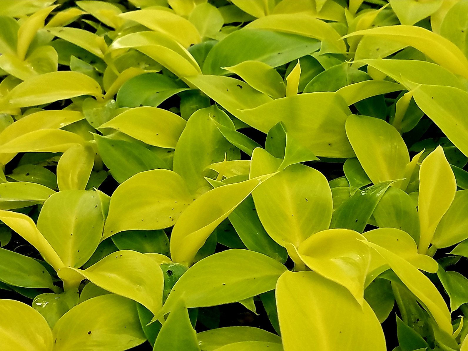 Philodendron Moonlight Brian's Botanicals