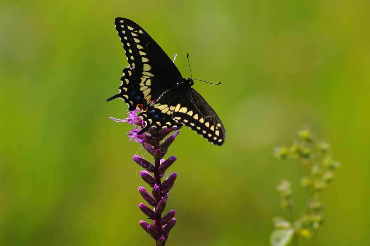 Butterfly fans want an official insect for Michigan. (It's not the