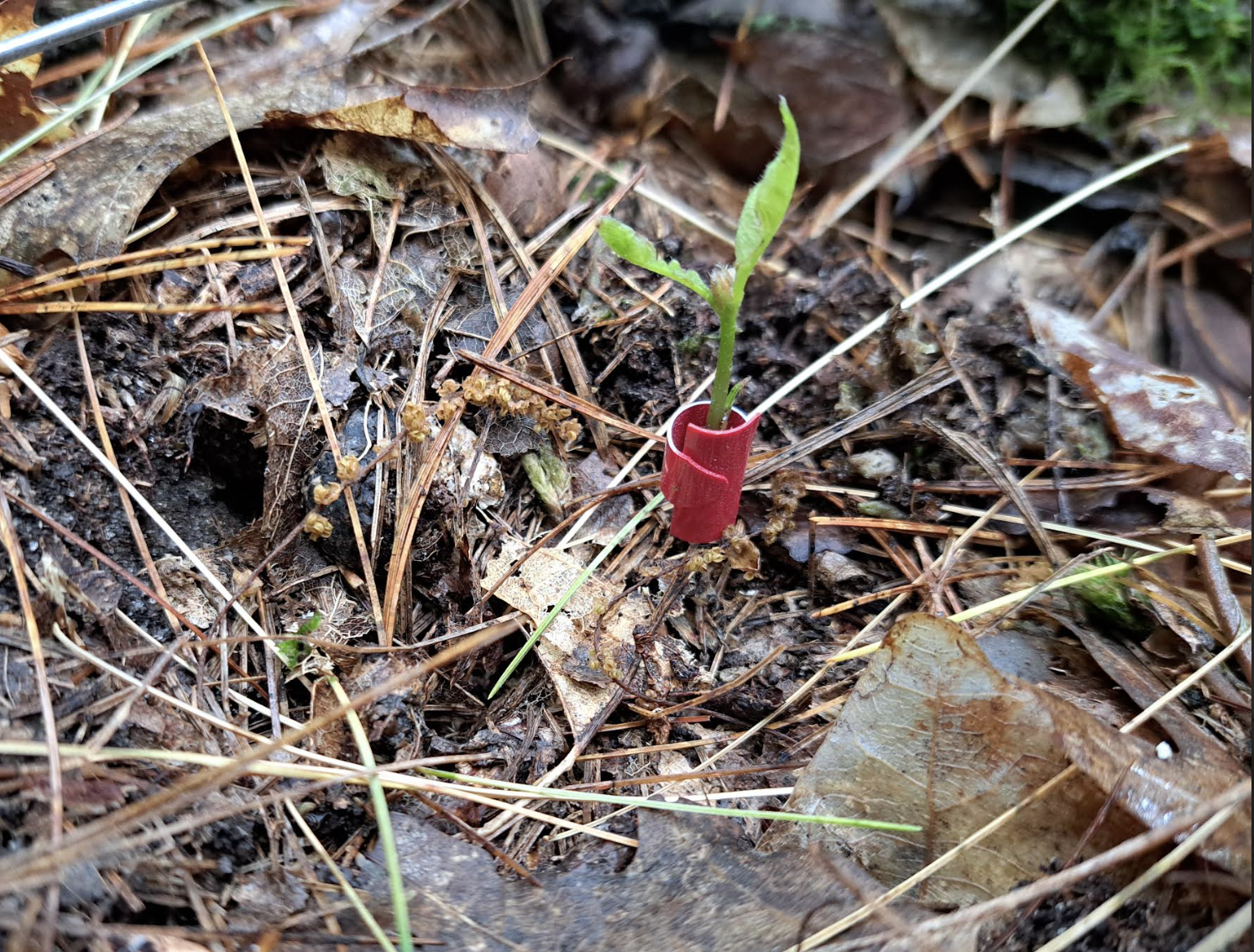 Michigan Forests in Crisis: Climate Change, Deer, and Disease Threaten Seedlings (2026)
