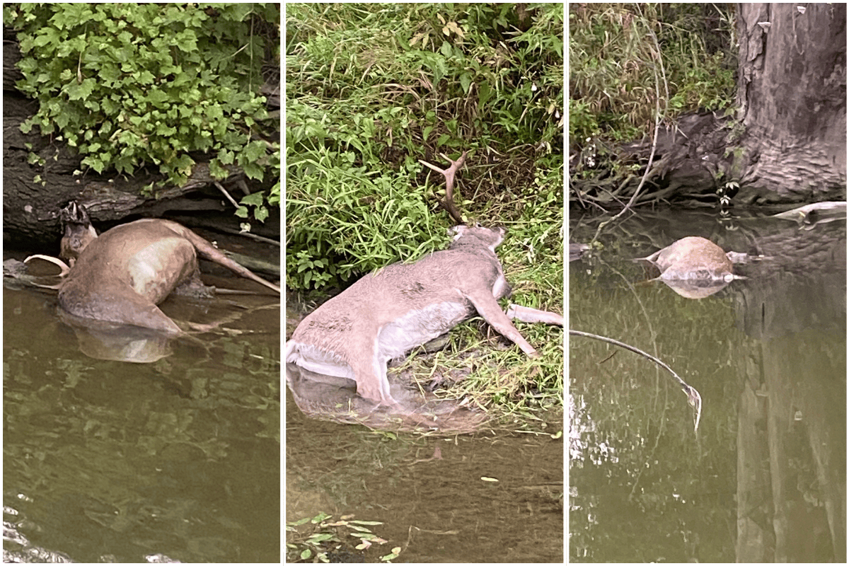 Dozens of deer found dead in Saginaw area, disease suspected