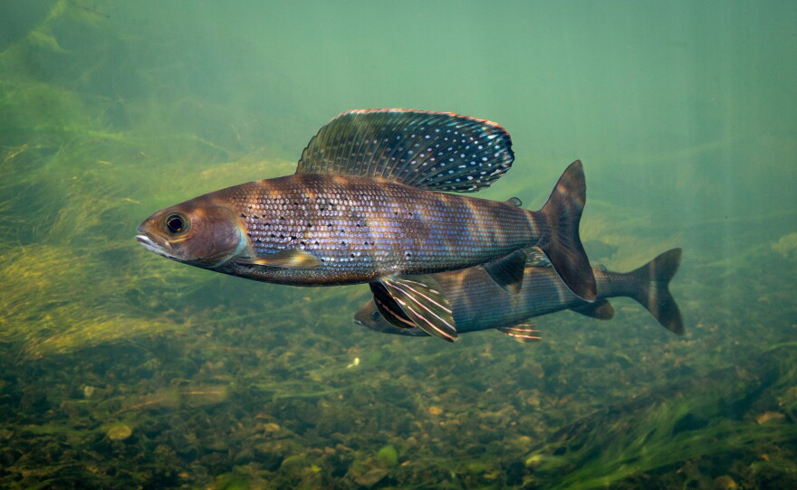 Fish swim underwater