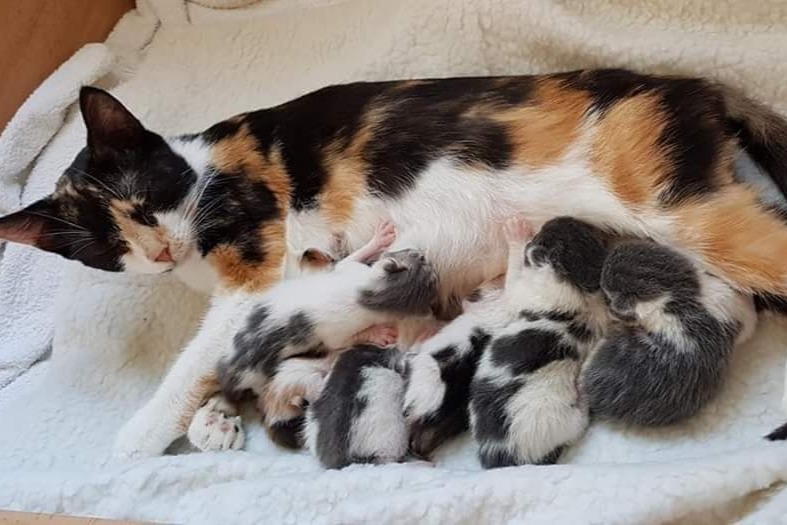 Kedi Tuy Tarama Youtube Kedi