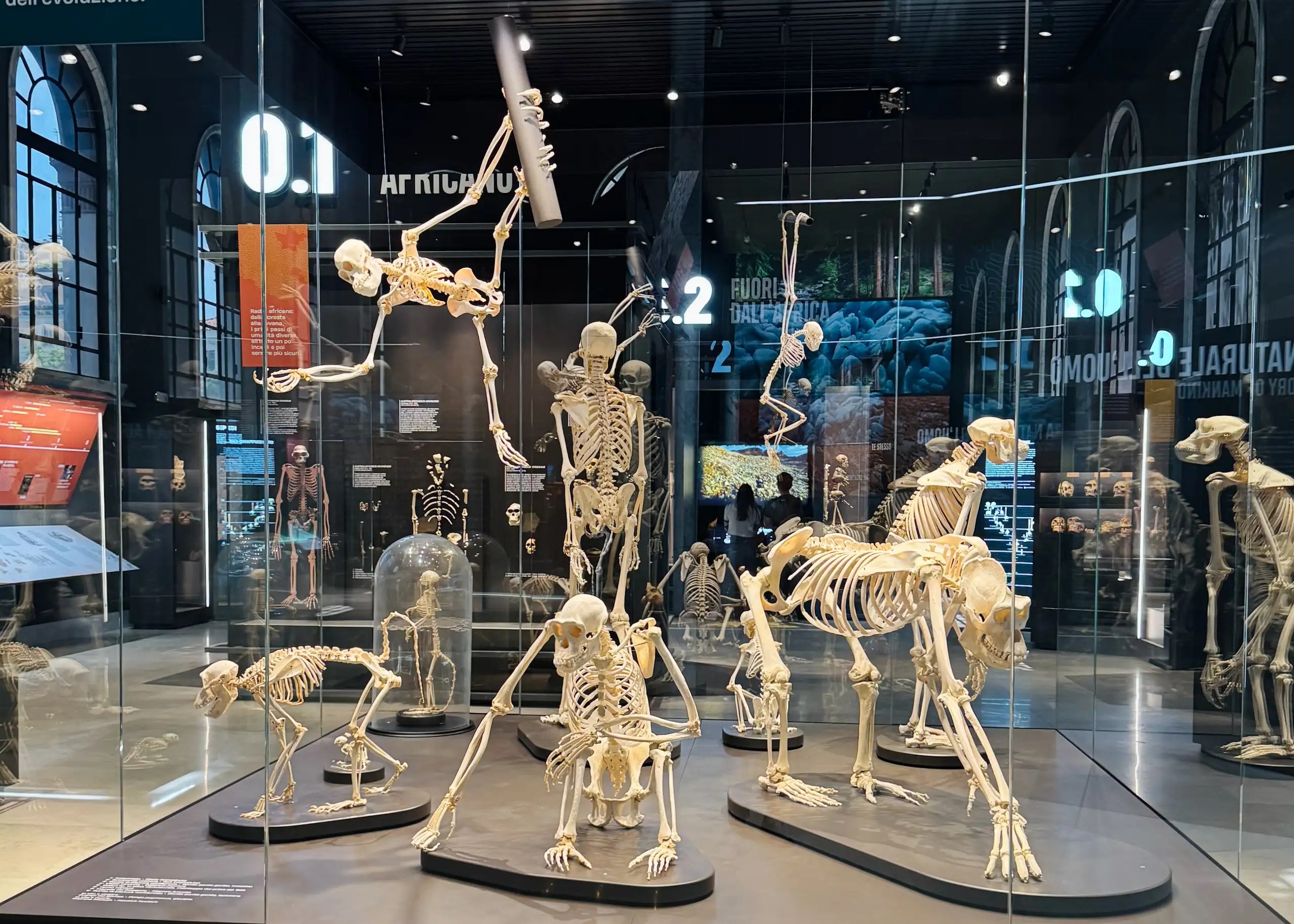 Milano Doğa Tarihi Müzesi: dinozor fosilleri, jeoloji ve zooloji koleksiyonlarıyla şehrin en ilgi çekici kültürel duraklarından biri. Ziyaret saatleri ve ipuçları burada.