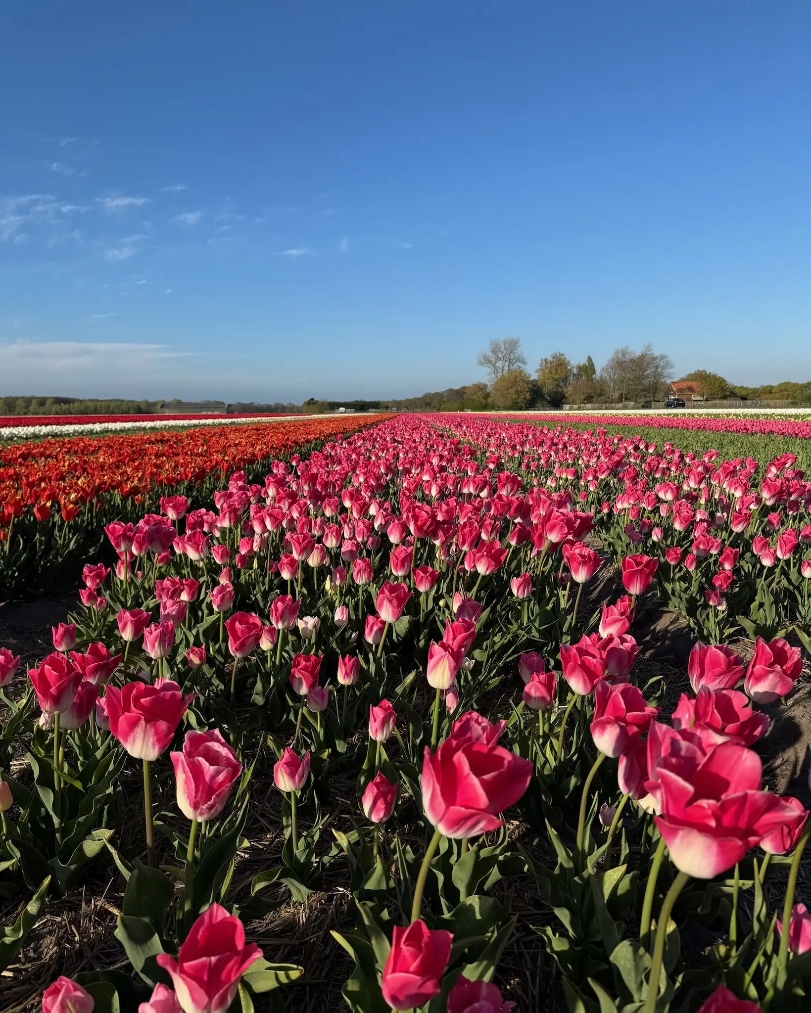 Hollanda’da ücretsiz yol kenarı lale bahçeleri.