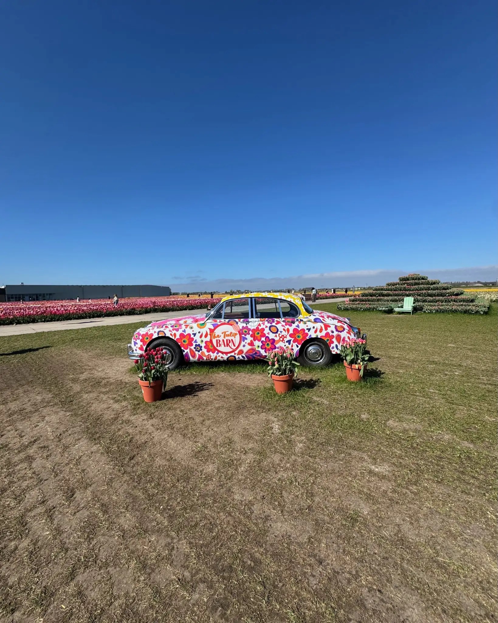 Keukenhof’a alternatif, fotoğraf noktaları ve oyun alanlarıyla Tulip Barn’da baharın tadını çıkarın.
