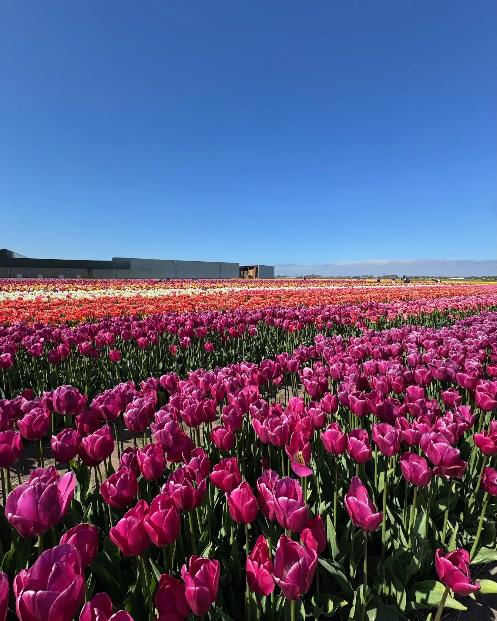Tulip Barn’da çocuk parkı, kafe alanı ve geniş lale tarlalarıyla keyifli bir gün geçirin.