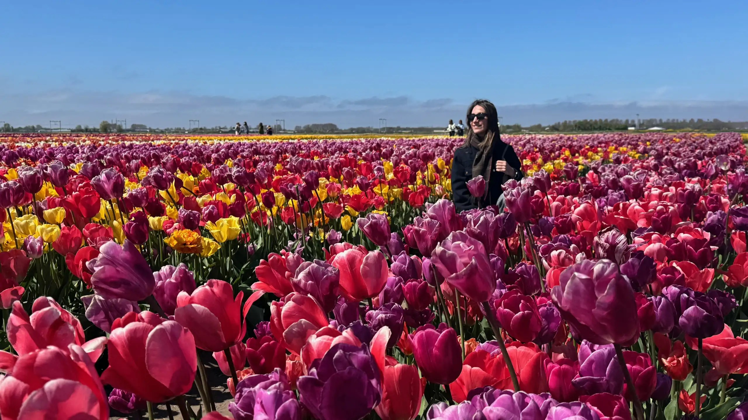 Hollanda’da Lale Bahçeleri Rehberi: Keukenhof, Tulip Barn, ücretsiz tarlalar ve nostaljik stoomtram bilet fiyatları, ulaşım ve gezi ipuçları
