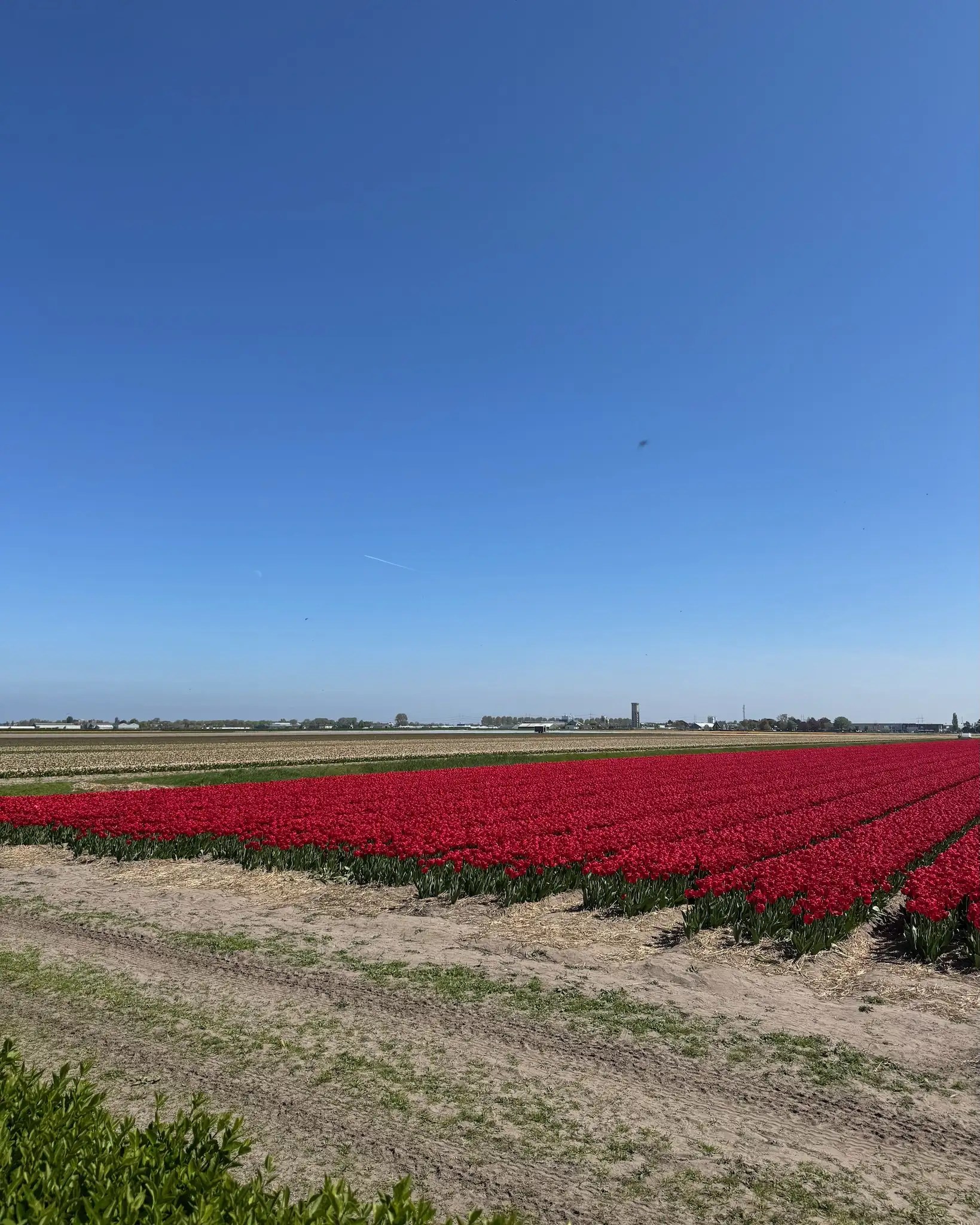 Hollanda’da ücretsiz lale manzarası; Keukenhof yakınında fotoğraf noktaları ve kolay ulaşım ipuçları.