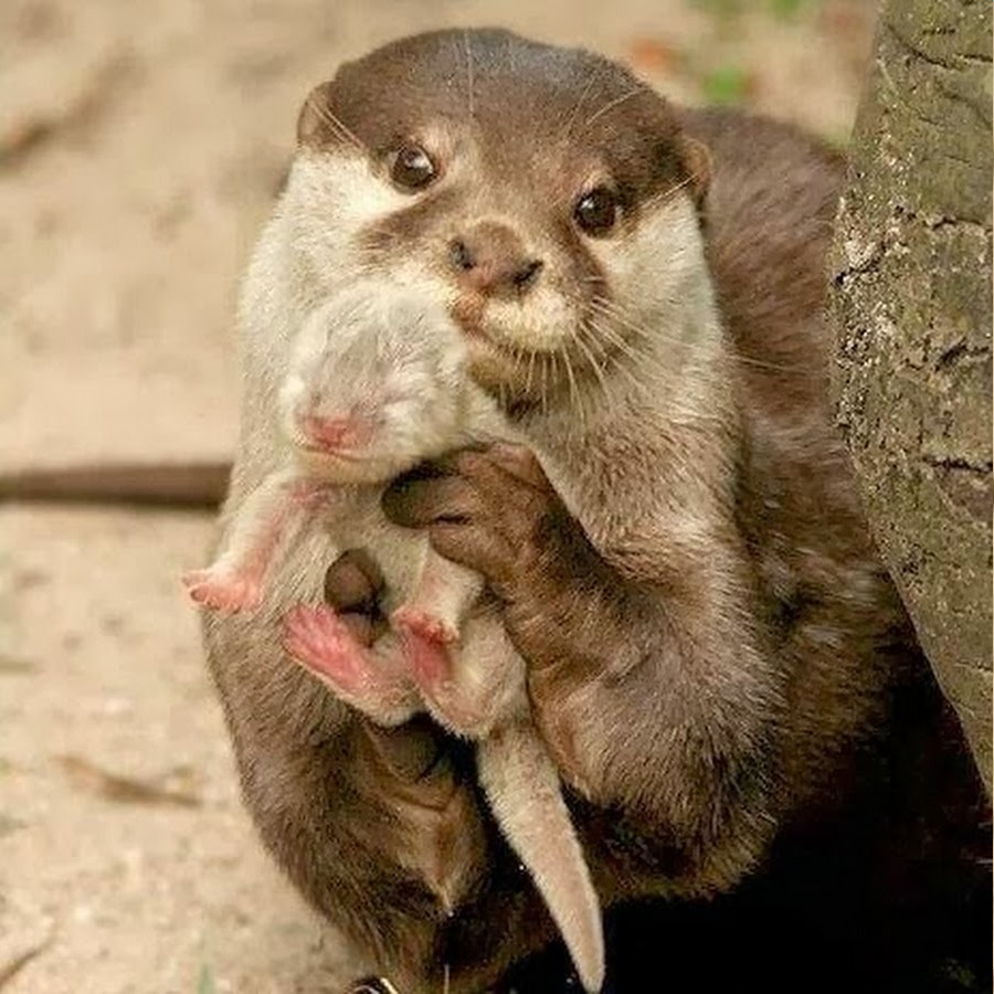 ottermomandbaby