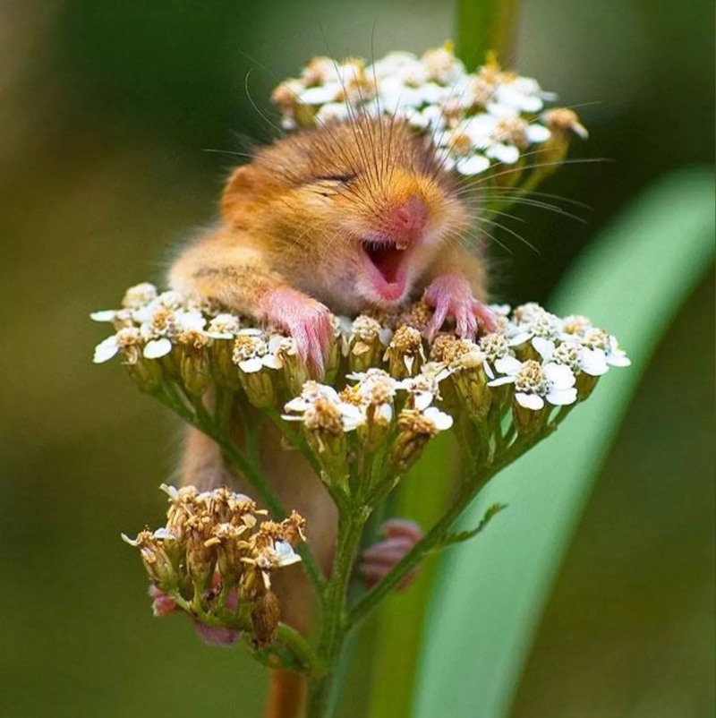 smiledormouse