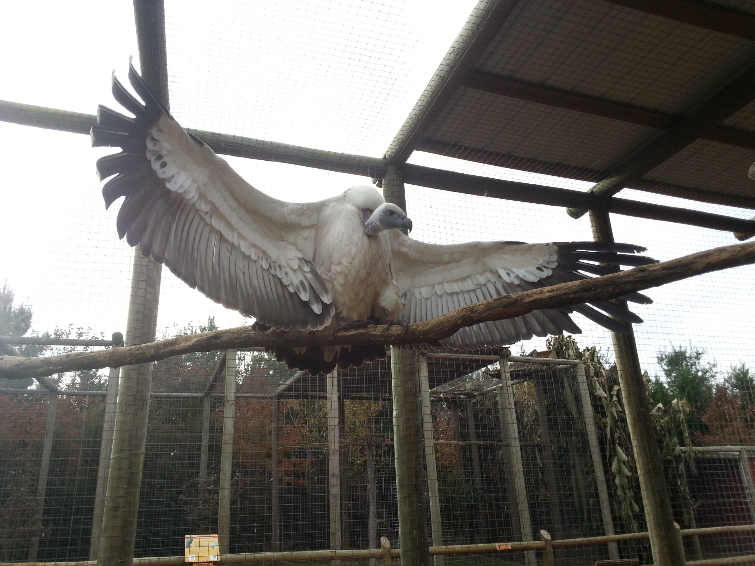 ビリヤードキューVULTURE Cape-V-scaled.jpg?fit=2560,