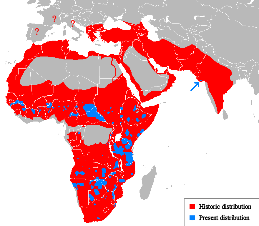 Historic Vs Present Of Lions Brilliant Maps World Lion 