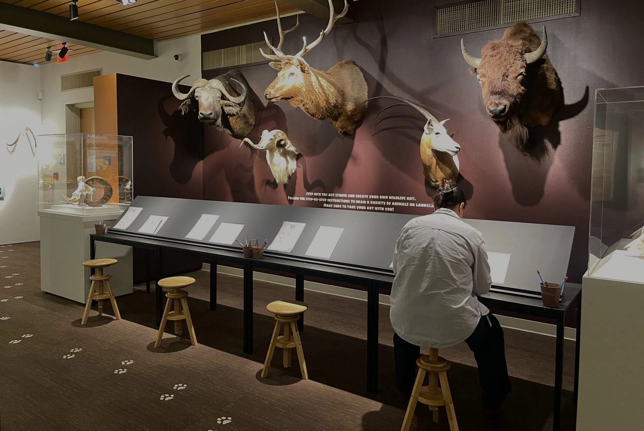 An adult sitting at a table looking down at a piece of paper as they are overlooked by head models of bison, dears, and goats. The setting is a museum.