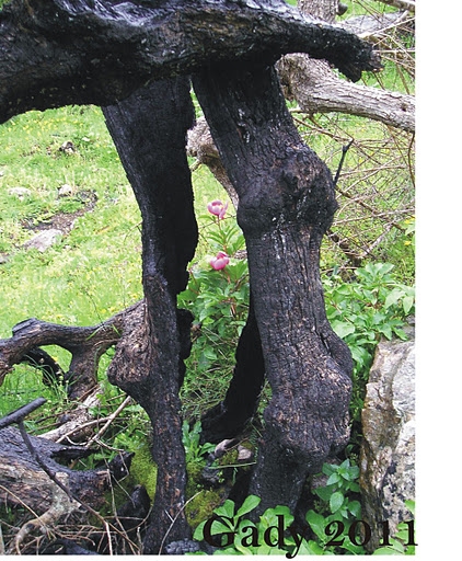 Paeonia broteri Boiss. & Reut.