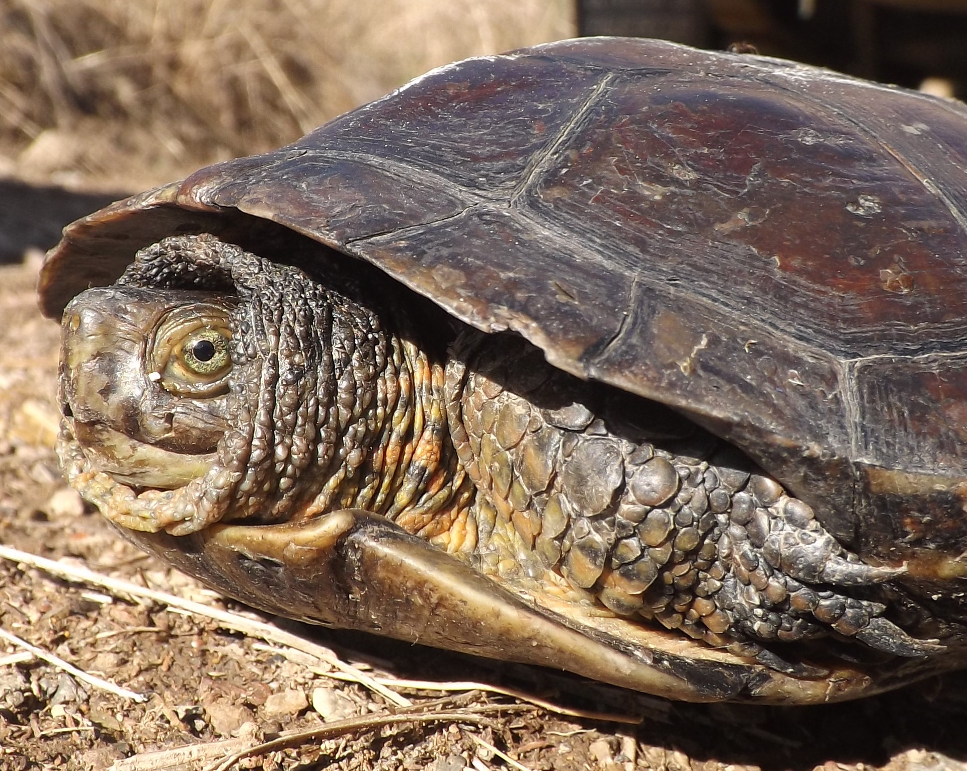 Depois de o ter apanhado numa estrada de alcatrão, e já perto da Ribeira de Eiras tiro-lhe uma foto.