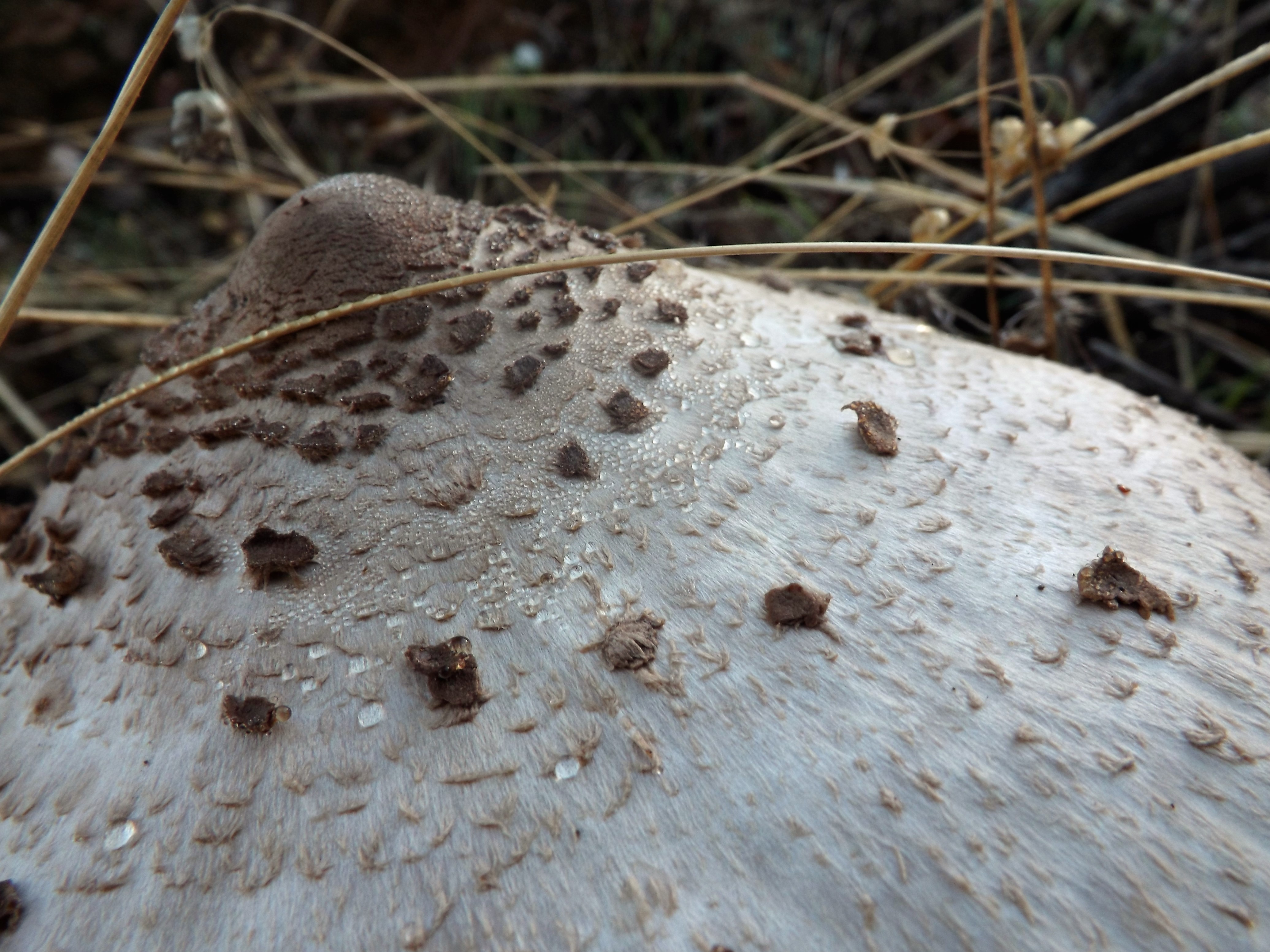 Ainda com o orvalho da manhã.