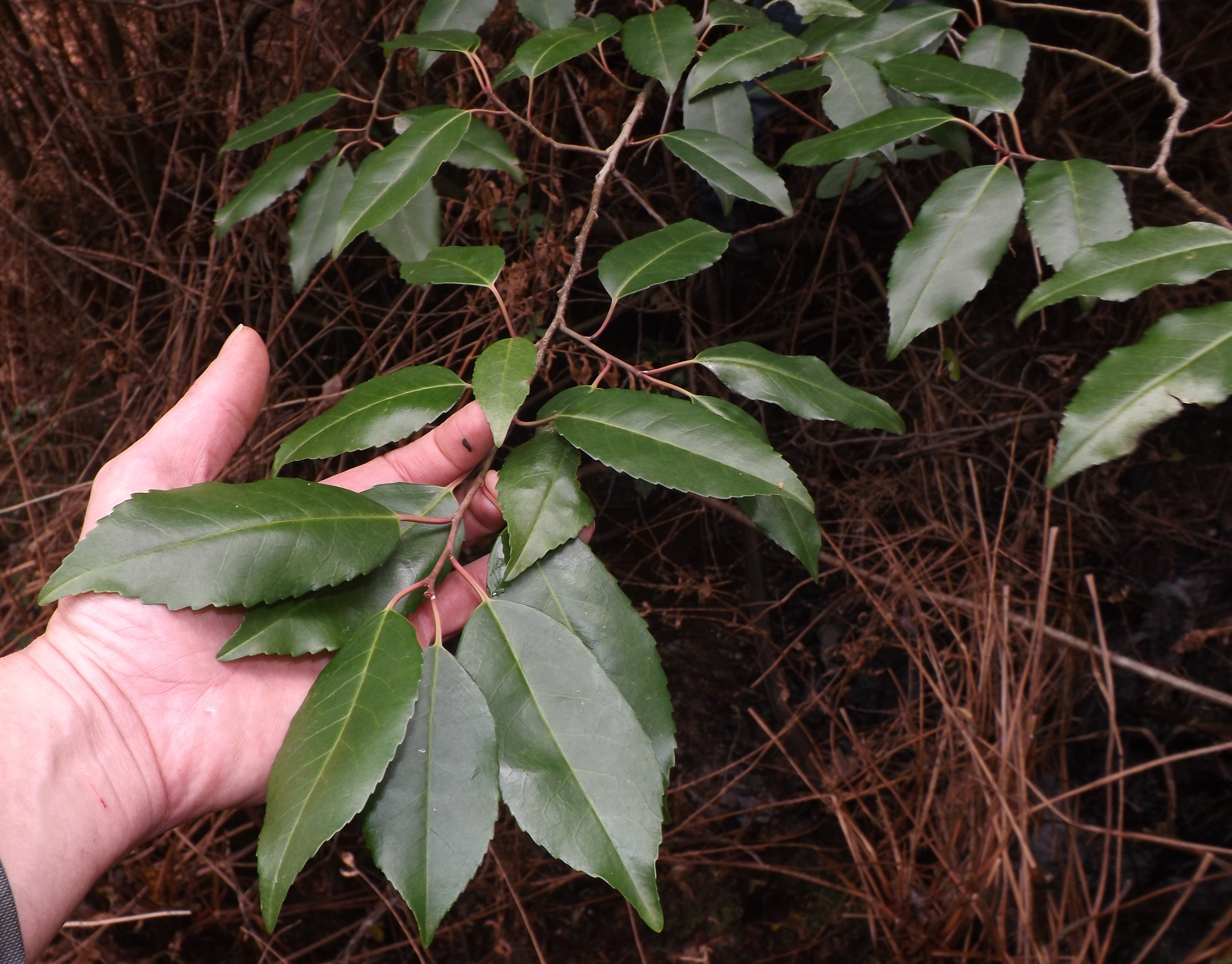 As folhas brilhantes do Loureiro de Portugal ou Azereiro