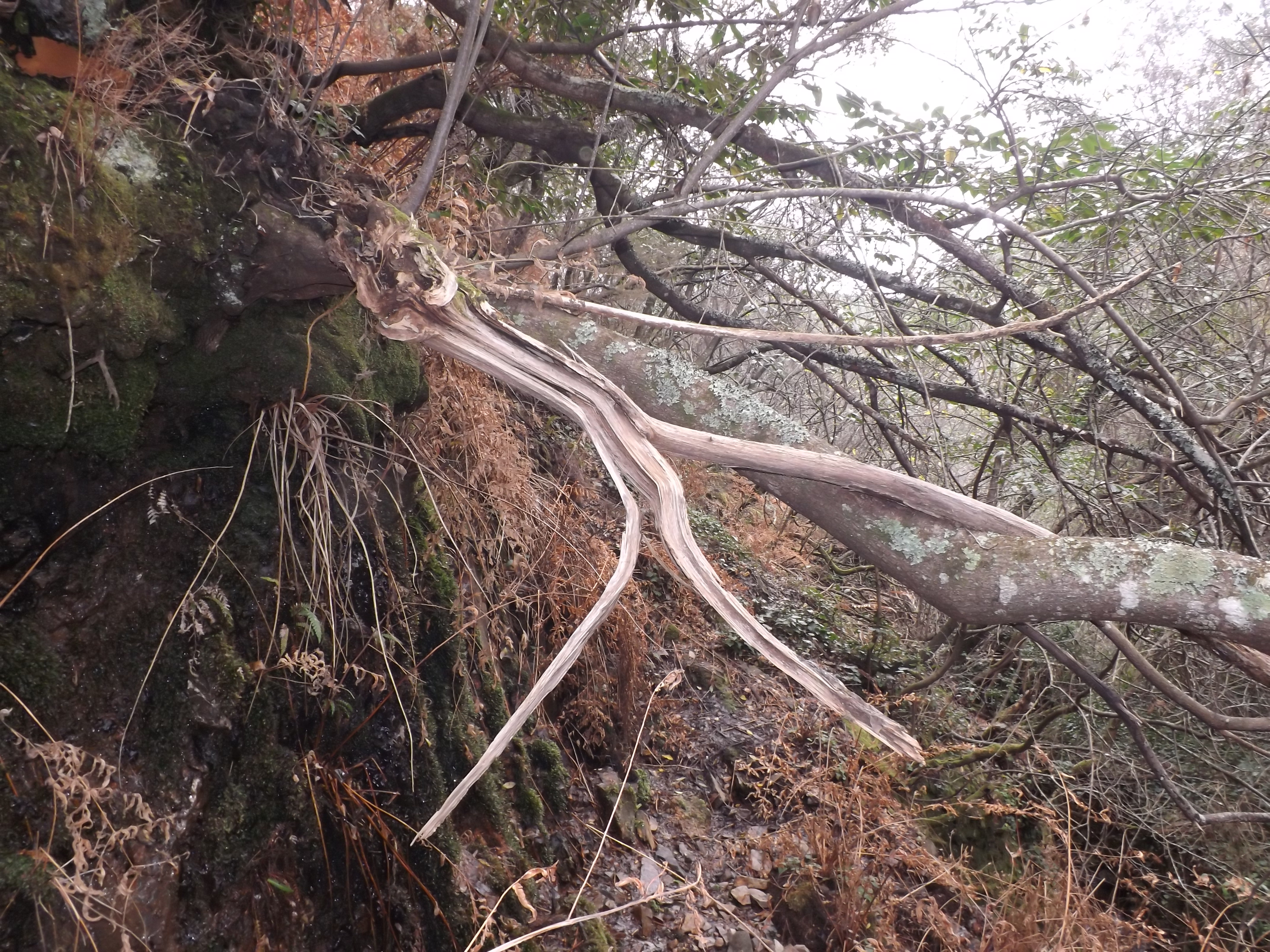 Um vale bem resguardado do sol e dos ventos, guarda uma relíquia...