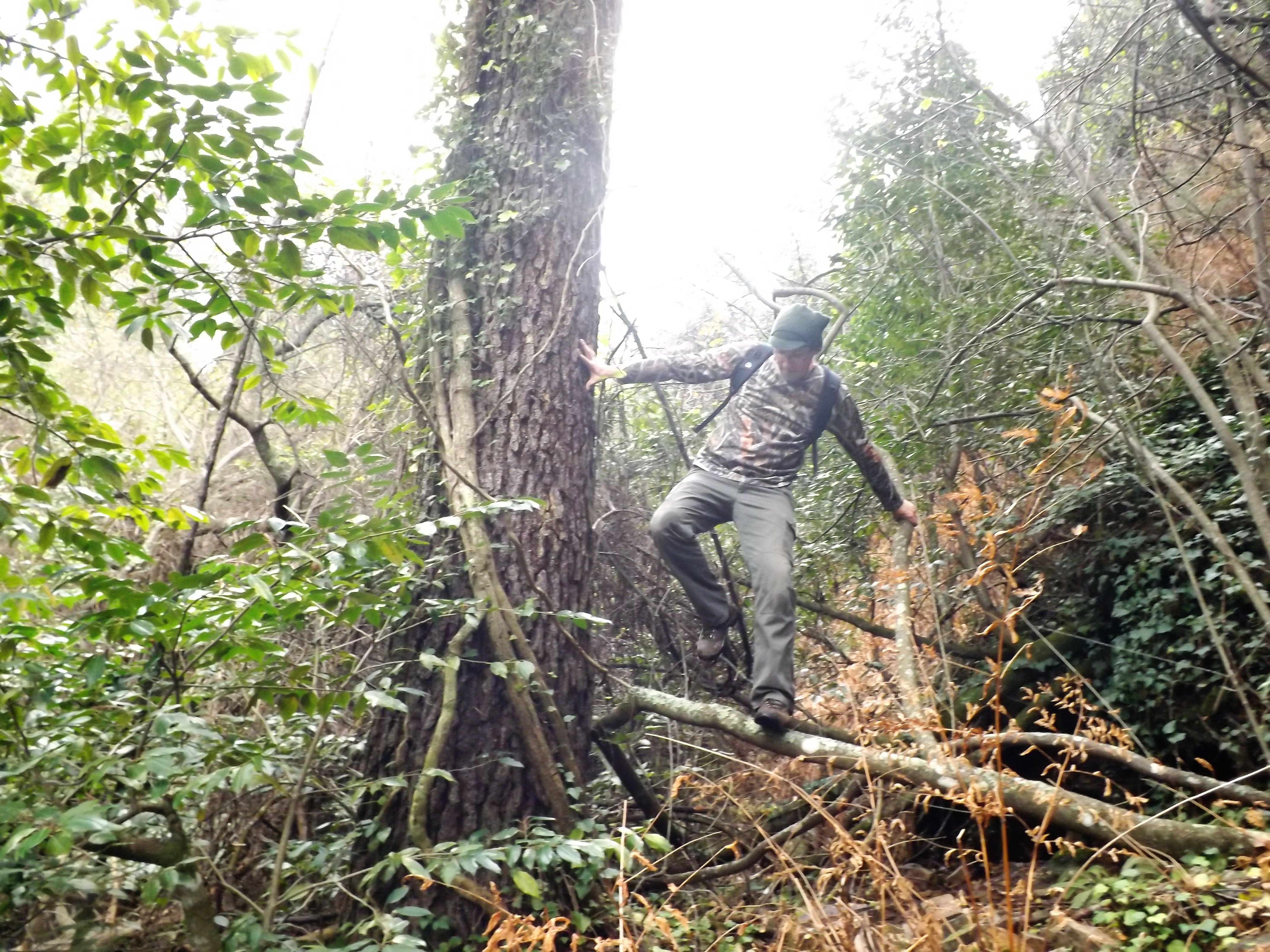 Um pinheiro enorme abraçado por "era", que trepa até bem alto. Já se vêem aqui alguns azereiros...